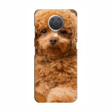 Чехлы с собаками для Nokia G10 (VPrint) кудрявый Щенок Бишон - купить на Floy.com.ua