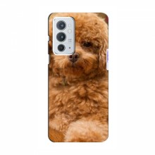 Чехлы с собаками для OnePlus 9RT (VPrint) кудрявый Щенок Бишон - купить на Floy.com.ua