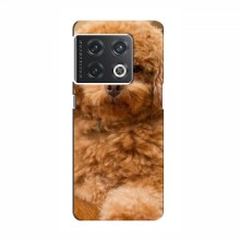Чехлы с собаками для OnePlus 10 Pro (VPrint) кудрявый Щенок Бишон - купить на Floy.com.ua