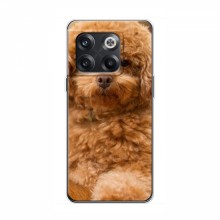 Чехлы с собаками для OnePlus 10T (VPrint) кудрявый Щенок Бишон - купить на Floy.com.ua