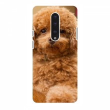 Чехлы с собаками для OnePlus 7 (VPrint) кудрявый Щенок Бишон - купить на Floy.com.ua