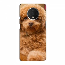 Чехлы с собаками для OnePlus 7T (VPrint) кудрявый Щенок Бишон - купить на Floy.com.ua