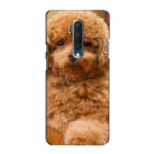 Чехлы с собаками для OnePlus 7T Pro (VPrint) кудрявый Щенок Бишон - купить на Floy.com.ua