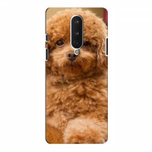 Чехлы с собаками для OnePlus 8 (VPrint) кудрявый Щенок Бишон - купить на Floy.com.ua