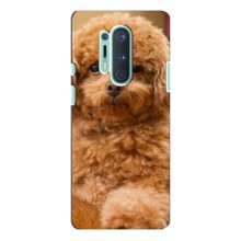 Чехлы с собаками для OnePlus 8 Pro (VPrint) кудрявый Щенок Бишон - купить на Floy.com.ua