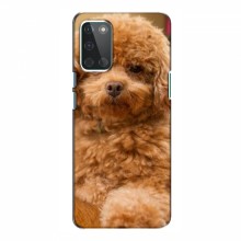 Чехлы с собаками для OnePlus 8T (VPrint) кудрявый Щенок Бишон - купить на Floy.com.ua