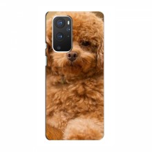 Чехлы с собаками для OnePlus 9 (VPrint) кудрявый Щенок Бишон - купить на Floy.com.ua