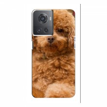 Чехлы с собаками для OnePlus ACE (10R) (VPrint) кудрявый Щенок Бишон - купить на Floy.com.ua