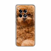 Чехлы с собаками для OnePlus Ace 3 (VPrint) кудрявый Щенок Бишон - купить на Floy.com.ua