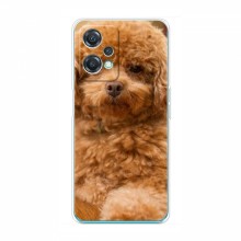 Чехлы с собаками для OnePlus Nord CE 2 Lite 5G (VPrint) кудрявый Щенок Бишон - купить на Floy.com.ua