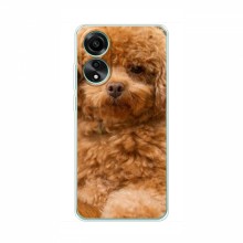 Чехлы с собаками для OPPO A78 (4G) (VPrint) кудрявый Щенок Бишон - купить на Floy.com.ua