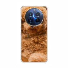 Чехлы с собаками для RealMe 12 Pro (VPrint) кудрявый Щенок Бишон - купить на Floy.com.ua