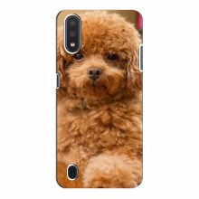 Чехлы с собаками для Samsung Galaxy A01 (A015) (VPrint) кудрявый Щенок Бишон - купить на Floy.com.ua