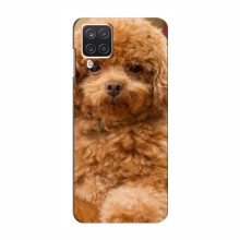 Чехлы с собаками для Samsung Galaxy A12 (2021) (VPrint) кудрявый Щенок Бишон - купить на Floy.com.ua