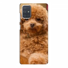 Чехлы с собаками для Samsung Galaxy A71 (A715) (VPrint) кудрявый Щенок Бишон - купить на Floy.com.ua