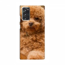 Чехлы с собаками для Samsung Galaxy Note 20 (VPrint) кудрявый Щенок Бишон - купить на Floy.com.ua