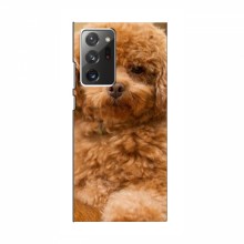 Чехлы с собаками для Samsung Galaxy Note 20 Ultra (VPrint) кудрявый Щенок Бишон - купить на Floy.com.ua