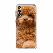 Чехлы с собаками для Samsung Galaxy S21 (VPrint) кудрявый Щенок Бишон - купить на Floy.com.ua