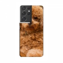 Чехлы с собаками для Samsung Galaxy S21 Plus (VPrint) кудрявый Щенок Бишон - купить на Floy.com.ua