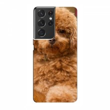 Чехлы с собаками для Samsung Galaxy S21 Ultra (VPrint) кудрявый Щенок Бишон - купить на Floy.com.ua