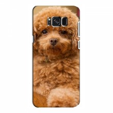 Чехлы с собаками для Samsung S8, Galaxy S8, G950 (VPrint) кудрявый Щенок Бишон - купить на Floy.com.ua