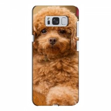 Чехлы с собаками для Samsung S8 Plus, Galaxy S8+, S8 Плюс G955 (VPrint) кудрявый Щенок Бишон - купить на Floy.com.ua