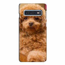 Чехлы с собаками для Samsung S10e (VPrint) кудрявый Щенок Бишон - купить на Floy.com.ua