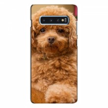 Чехлы с собаками для Samsung S10 Plus (VPrint) кудрявый Щенок Бишон - купить на Floy.com.ua