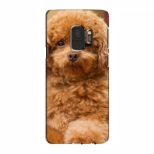 Чехлы с собаками для Samsung S9 (VPrint) кудрявый Щенок Бишон - купить на Floy.com.ua