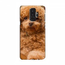Чехлы с собаками для Samsung S9 Plus (VPrint) кудрявый Щенок Бишон - купить на Floy.com.ua