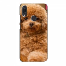 Чехлы с собаками для Samsung Galaxy M01s (VPrint) кудрявый Щенок Бишон - купить на Floy.com.ua