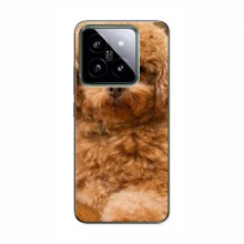 Чехлы с собаками для Xiaomi 14 Pro (VPrint) кудрявый Щенок Бишон - купить на Floy.com.ua