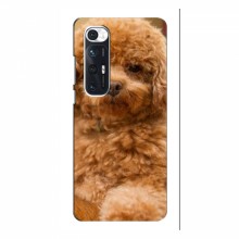 Чехлы с собаками для Xiaomi Mi 10s (VPrint) кудрявый Щенок Бишон - купить на Floy.com.ua