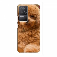 Чехлы с собаками для Xiaomi POCO F4 (5G) (VPrint) кудрявый Щенок Бишон - купить на Floy.com.ua