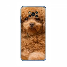 Чехлы с собаками для Xiaomi POCO X3 Pro (VPrint) кудрявый Щенок Бишон - купить на Floy.com.ua