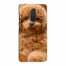 Чехлы с собаками для Xiaomi Pocophone F1 (VPrint) кудрявый Щенок Бишон - купить на Floy.com.ua