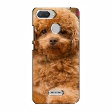 Чехлы с собаками для Xiaomi Redmi 6 (VPrint) кудрявый Щенок Бишон - купить на Floy.com.ua