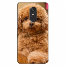 Чехлы с собаками для Xiaomi Redmi Note 4X (VPrint) кудрявый Щенок Бишон - купить на Floy.com.ua
