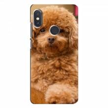Чехлы с собаками для Xiaomi Redmi Note 5 (VPrint) кудрявый Щенок Бишон - купить на Floy.com.ua