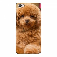 Чехлы с собаками для Xiaomi Redmi Note 5A (VPrint) кудрявый Щенок Бишон - купить на Floy.com.ua