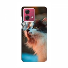 Чехол на Motorola MOTO G84 с Котами (VPrint)