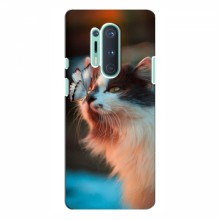 Чехол на OnePlus 8 Pro с Котами (VPrint) Котик с бабочкой - купить на Floy.com.ua