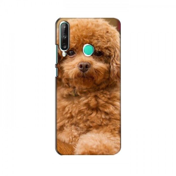 Чехлы с собаками для Huawei Y7p (2020) (VPrint)