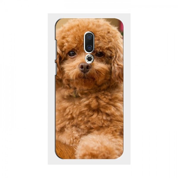 Чехлы с собаками для Meizu 16 Plus (VPrint)