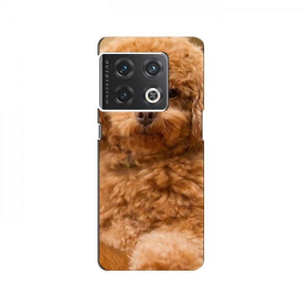 Чехлы с собаками для OnePlus 10 Pro (VPrint)