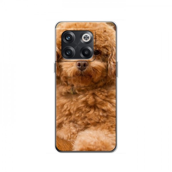 Чехлы с собаками для OnePlus 10T (VPrint)