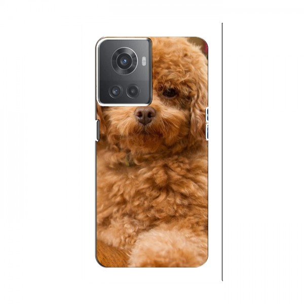 Чехлы с собаками для OnePlus ACE (10R) (VPrint)