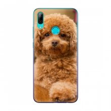 Чехлы с собаками для Huawei P Smart 2019 (VPrint) кудрявый Щенок Бишон - купить на Floy.com.ua