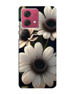 Чехол для Motorola MOTO G84 с картинкой «Белые маргаритки макро»