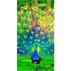 Чохол з пташками на Huawei Honor Magic 5 Lite 5G (VPrint) (Яскравий Павлин)